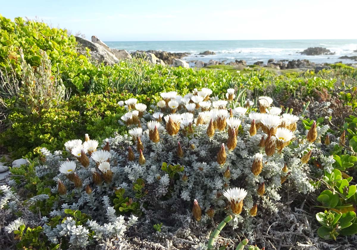 Image of Helichrysum retortum specimen.