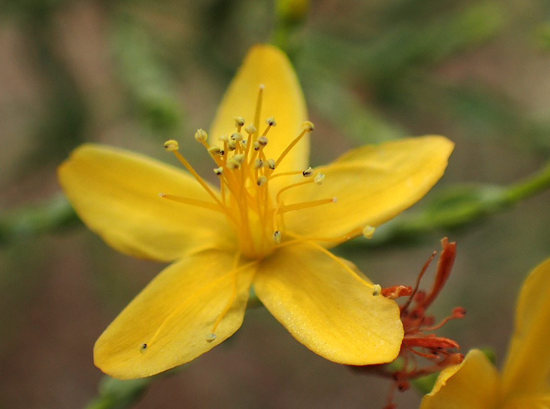 Image of Hypericum triquetrifolium specimen.