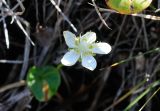 Parnassia palustris