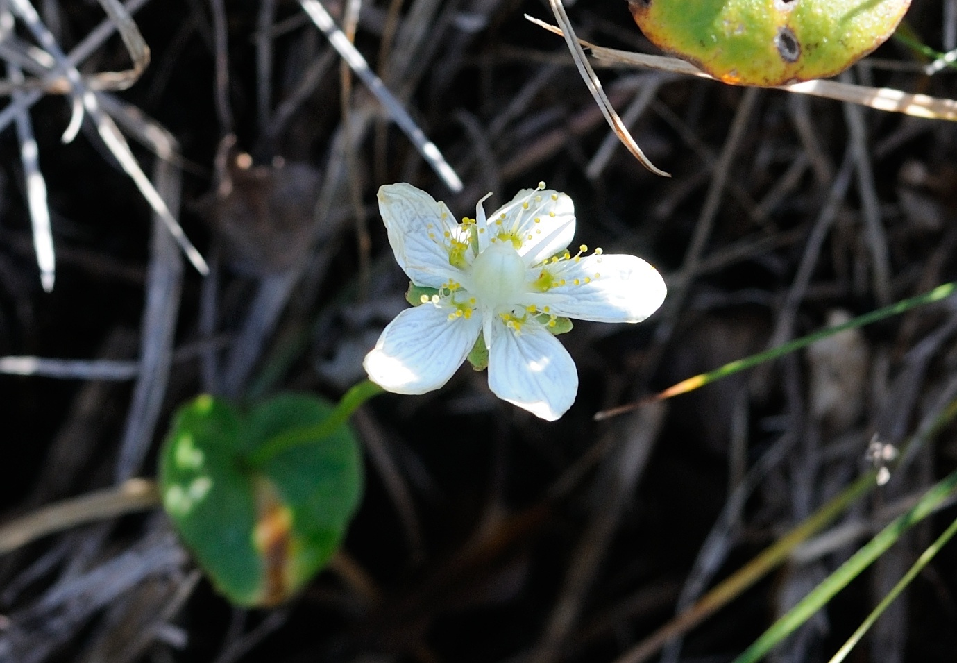 Изображение особи Parnassia palustris.