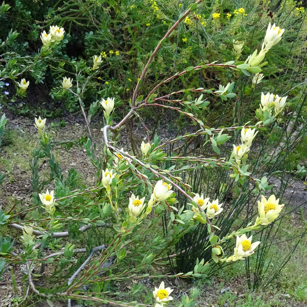 Image of Leucadendron discolor specimen.