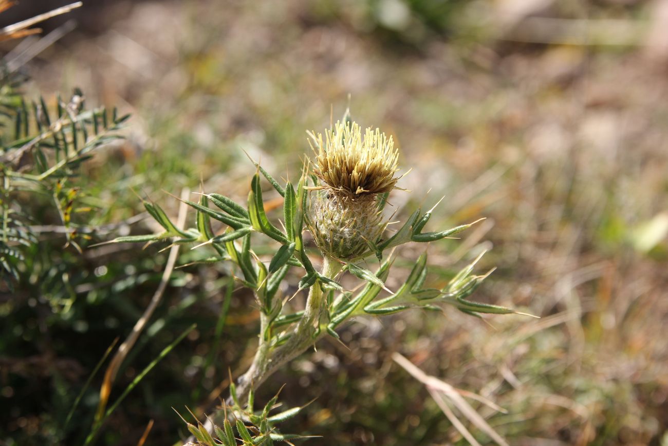 Image of genus Cirsium specimen.