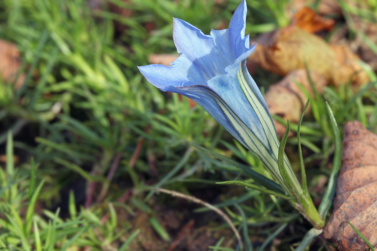 Image of Gentiana sino-ornata specimen.