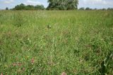 Lathyrus tuberosus