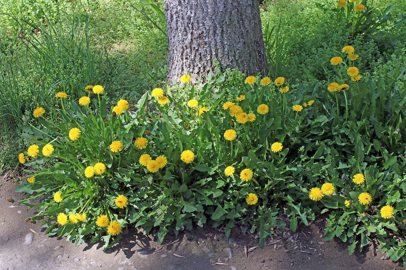 Image of Taraxacum macrochlamydeum specimen.