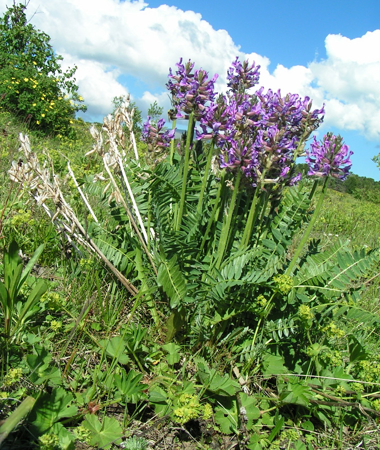 Изображение особи Oxytropis strobilacea.