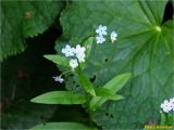 Смотреть изображение Myosotis nemorosa
