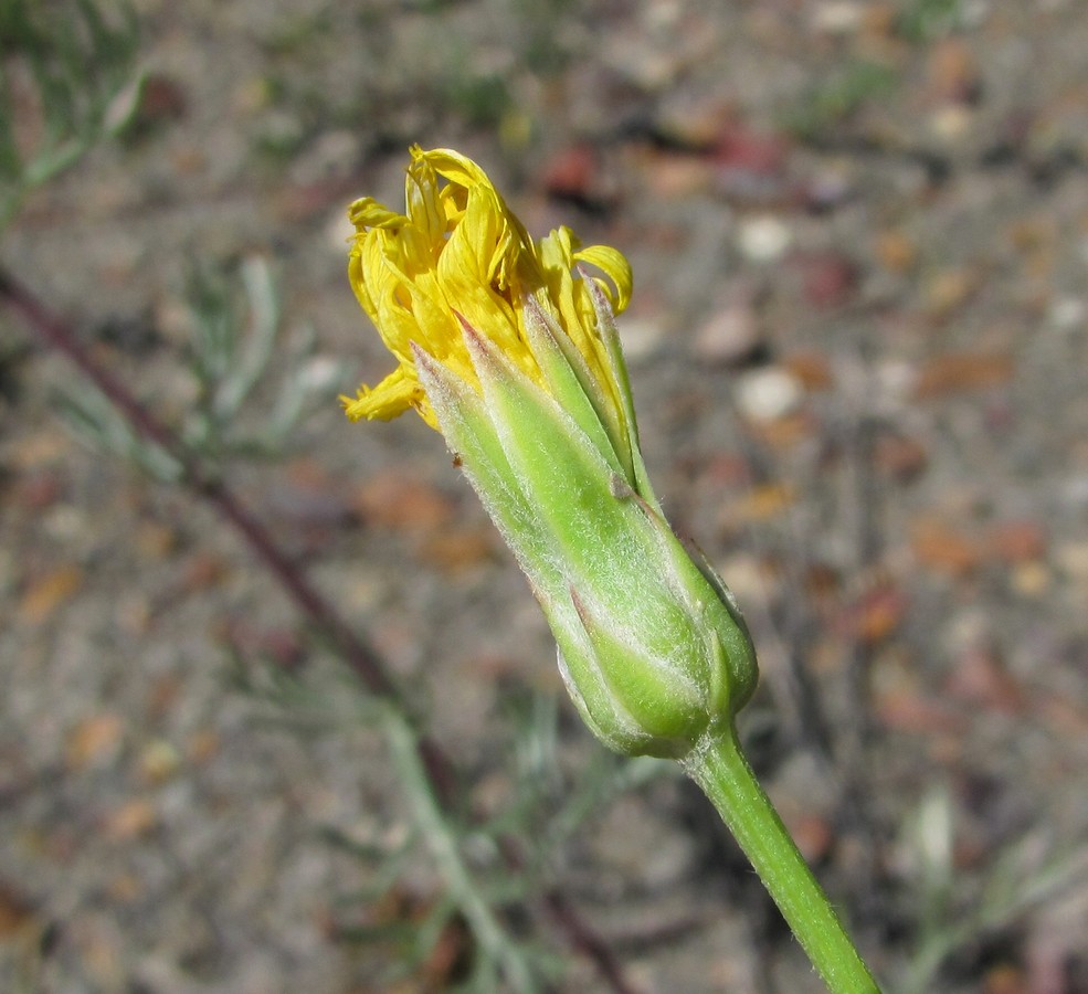 Image of genus Scorzonera specimen.