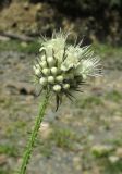 Dipsacus pilosus