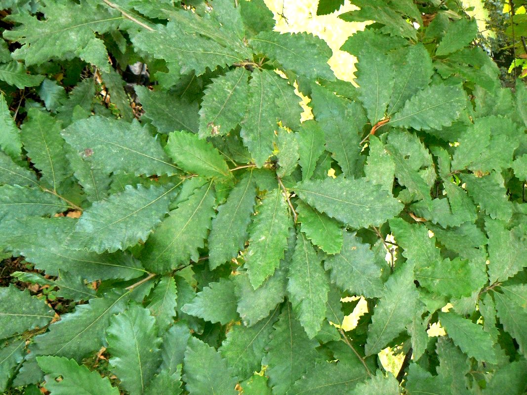 Image of Quercus castaneifolia specimen.