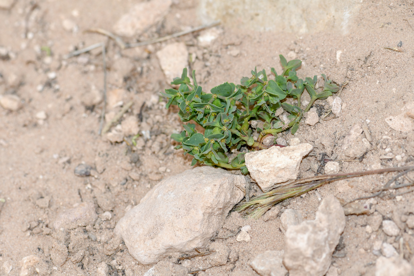 Image of Euphorbia chamaepeplus specimen.