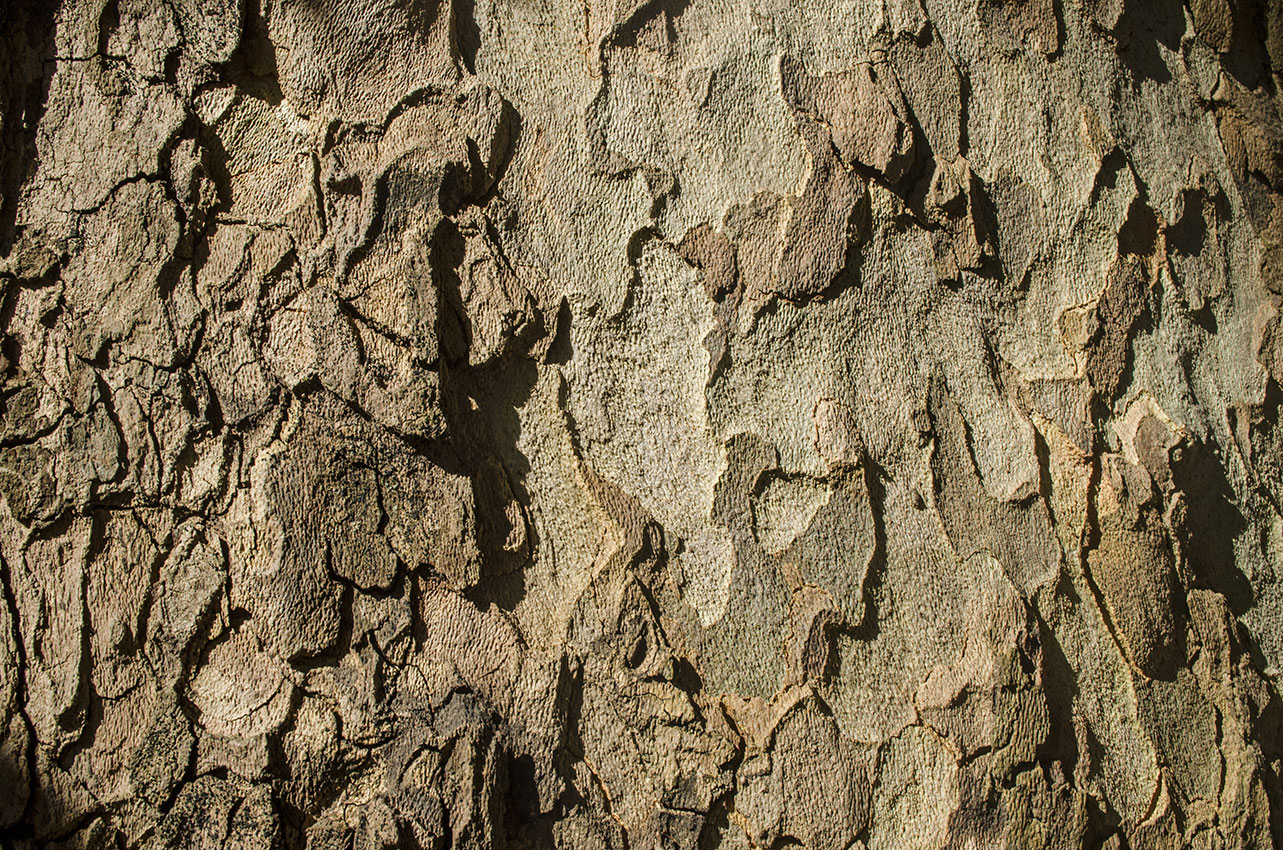 Image of Platanus orientalis specimen.