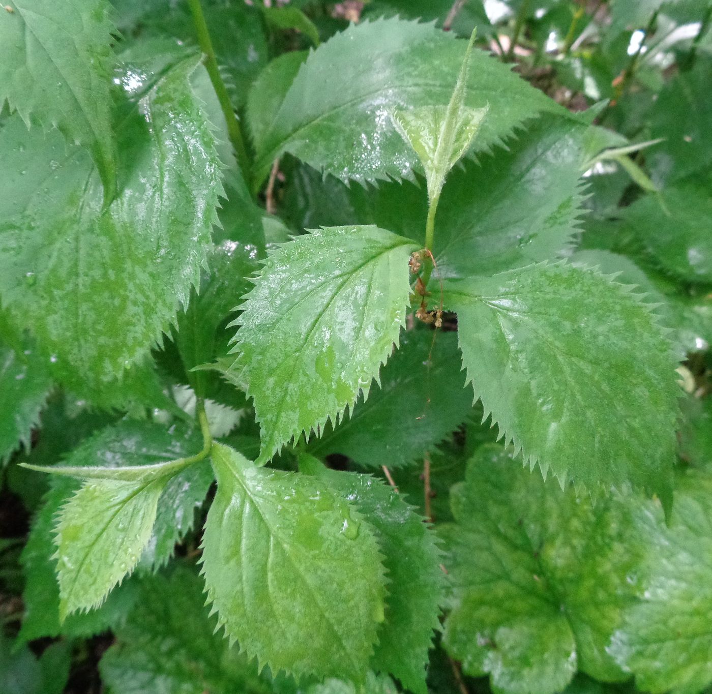 Image of Solidago flexicaulis specimen.