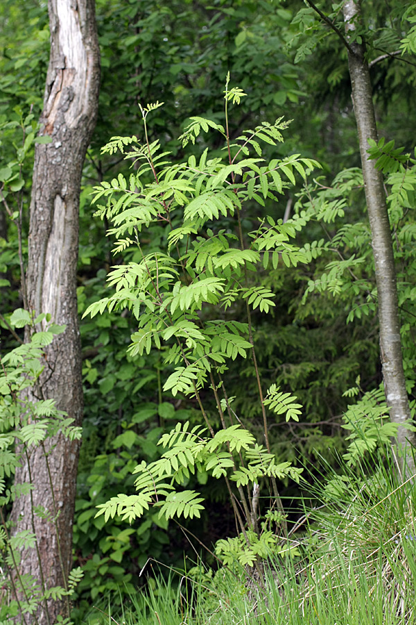 Image of Sorbus aucuparia specimen.