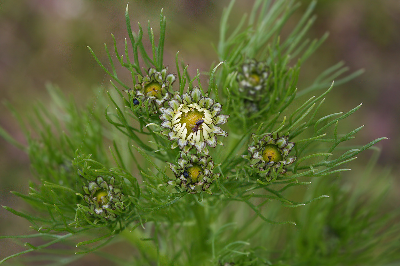 Image of Tripleurospermum inodorum specimen.