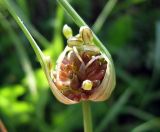 Allium oleraceum. Раскрывающееся соцветие с бутонами и луковичками. Украина, Черкасская обл., Каневский р-н, Региональный ландшафтный парк \"Трахтемиров\", обочина грунтовой дороги. 3 июля 2010 г.