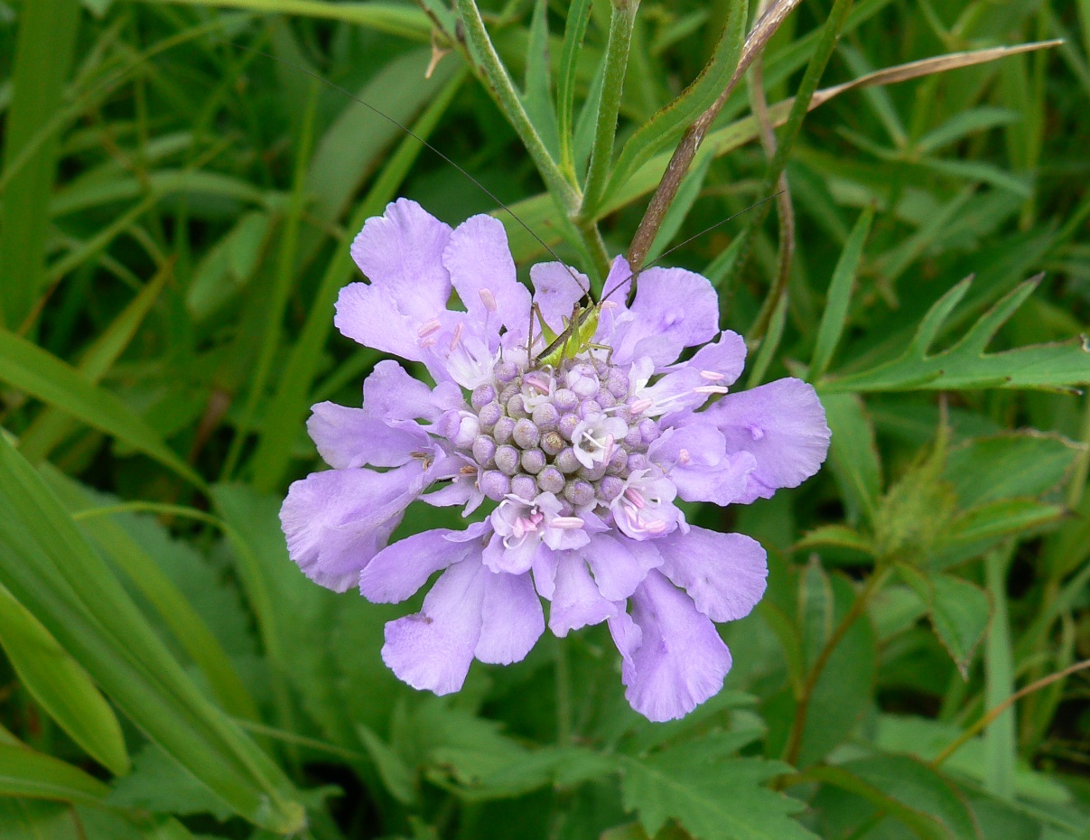 Image of Scabiosa lachnophylla specimen.