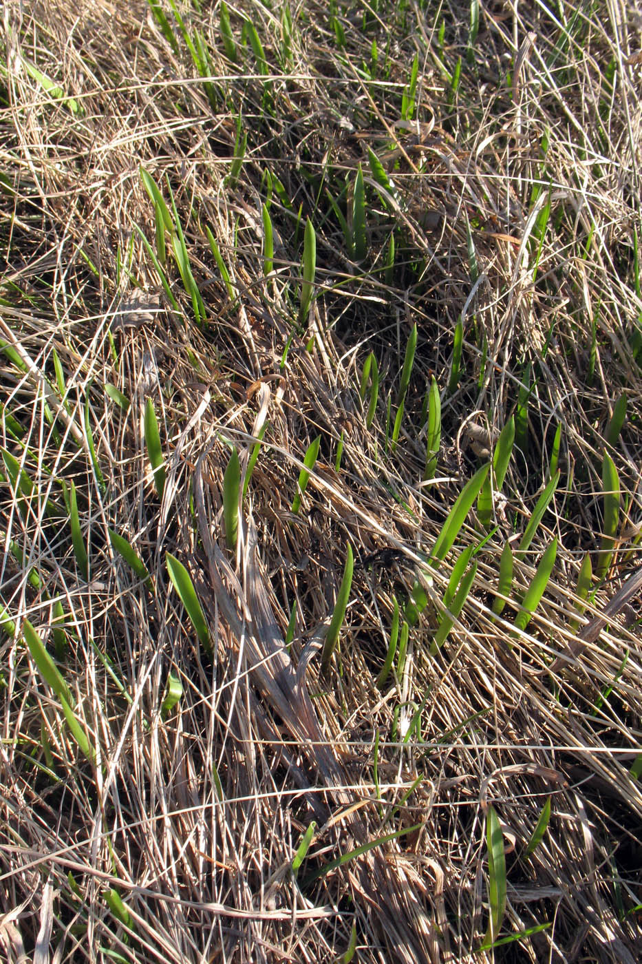 Image of Tulipa biebersteiniana specimen.