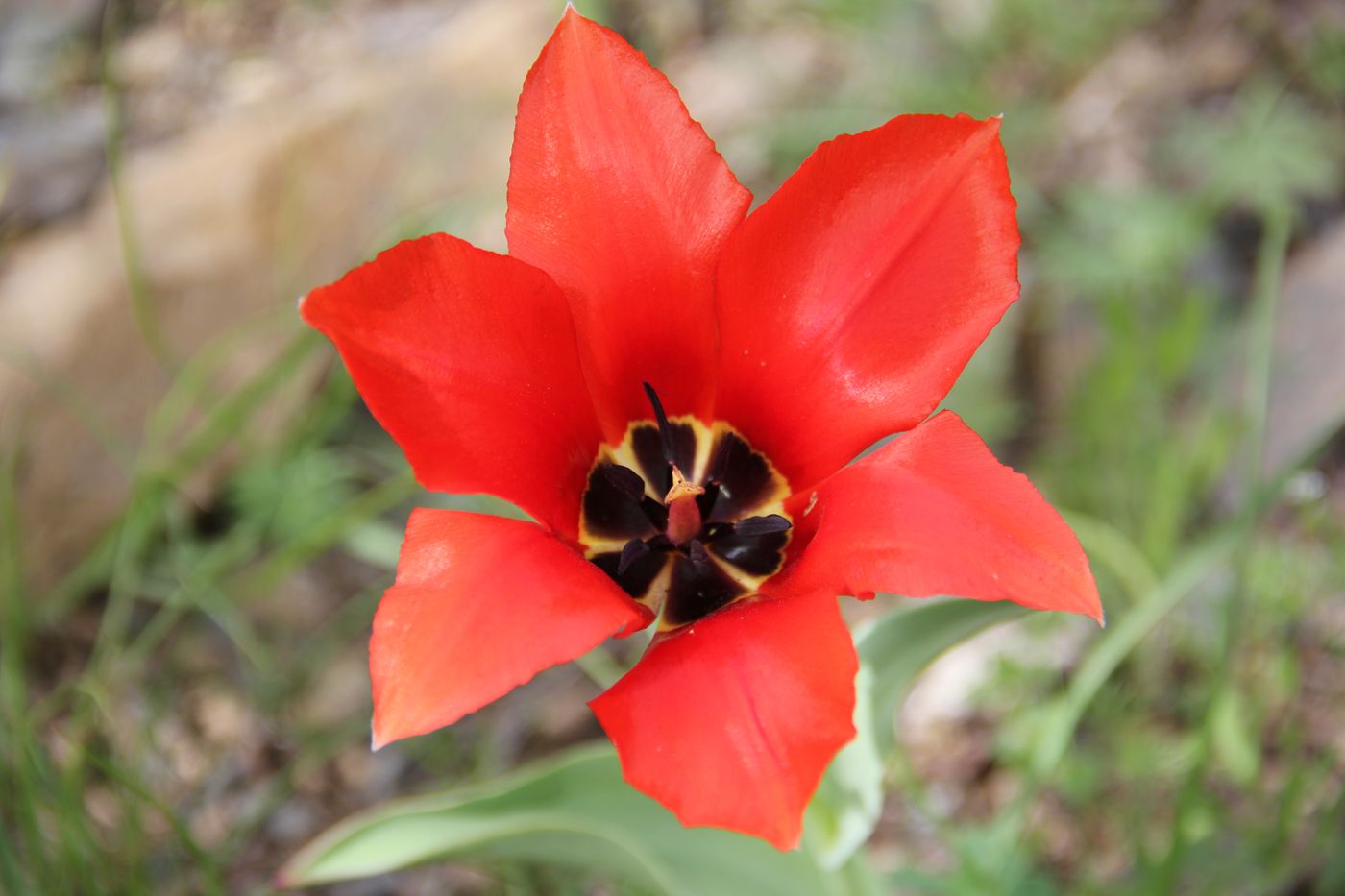 Image of Tulipa affinis specimen.