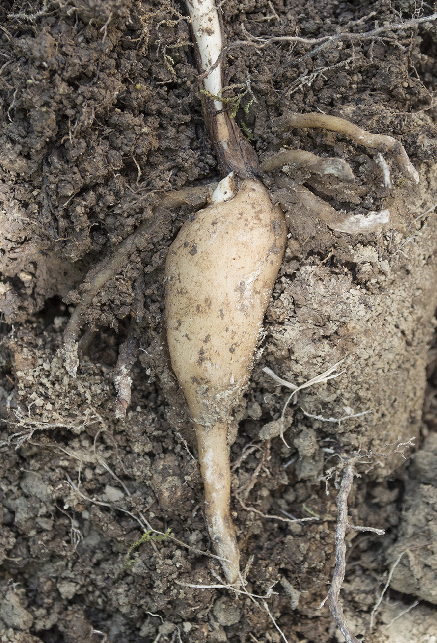 Image of Platanthera chlorantha specimen.