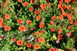 Calibrachoa elegans