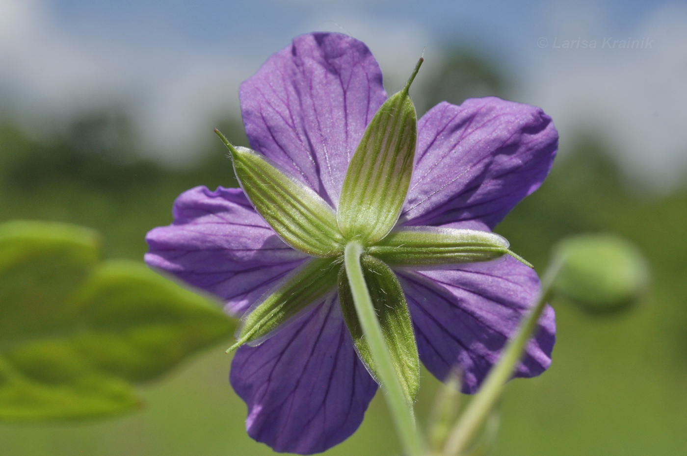 Image of Geranium wlassovianum specimen.