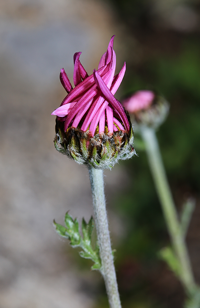 Image of Chrysanthemum oreastrum specimen.