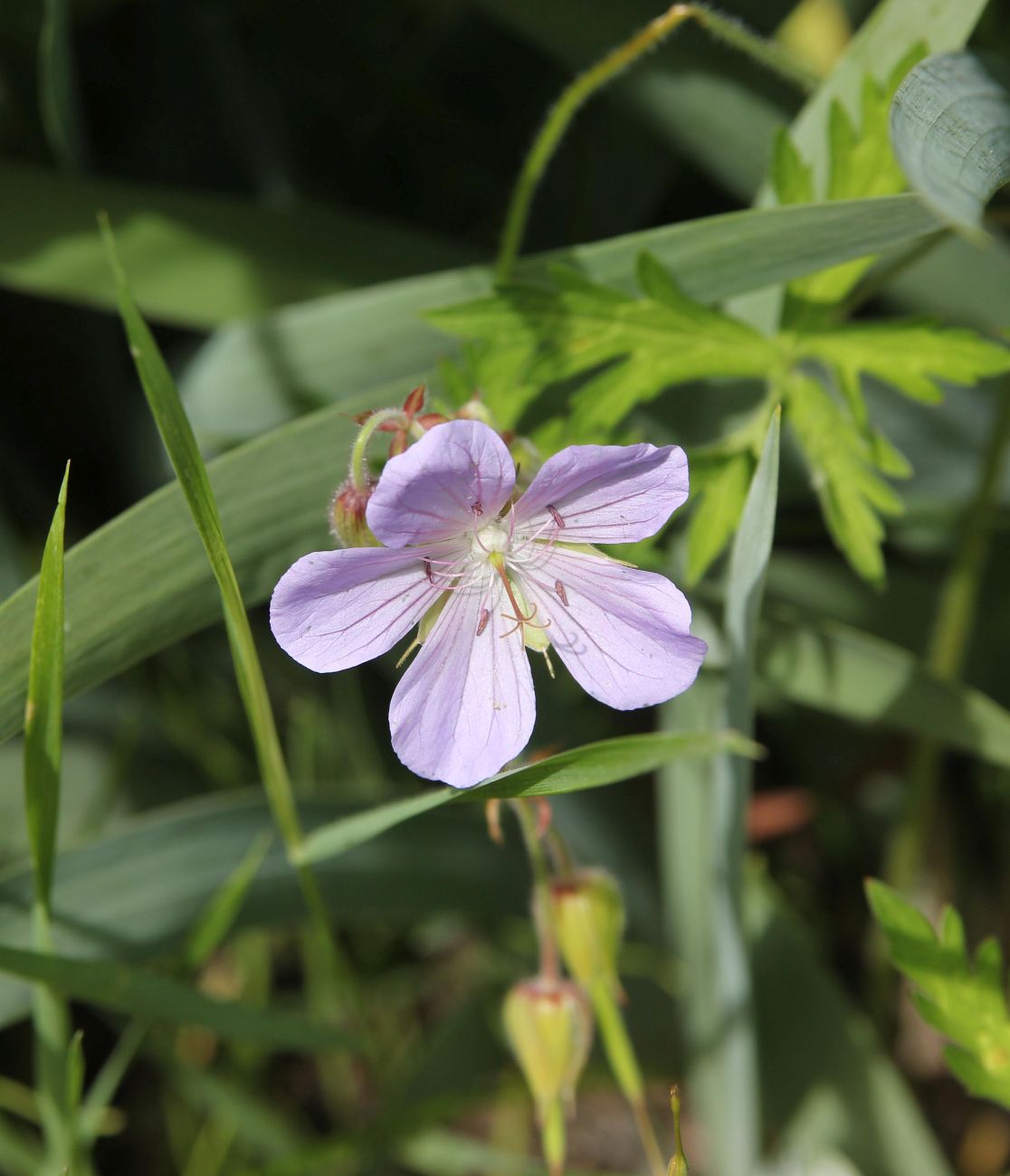 Изображение особи род Geranium.