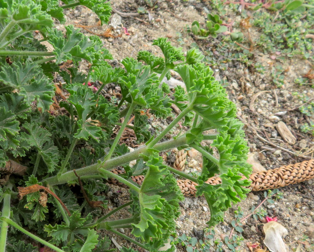 Image of genus Pelargonium specimen.