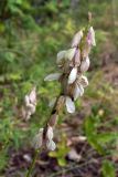 Polygala wolfgangiana. Соплодие с выпадающими семенами. Свердловская обл., окр. г. Североуральск, опушка сосново-елового леса. 25.07.2010.