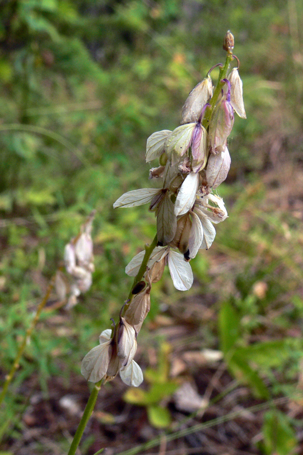 Image of Polygala wolfgangiana specimen.