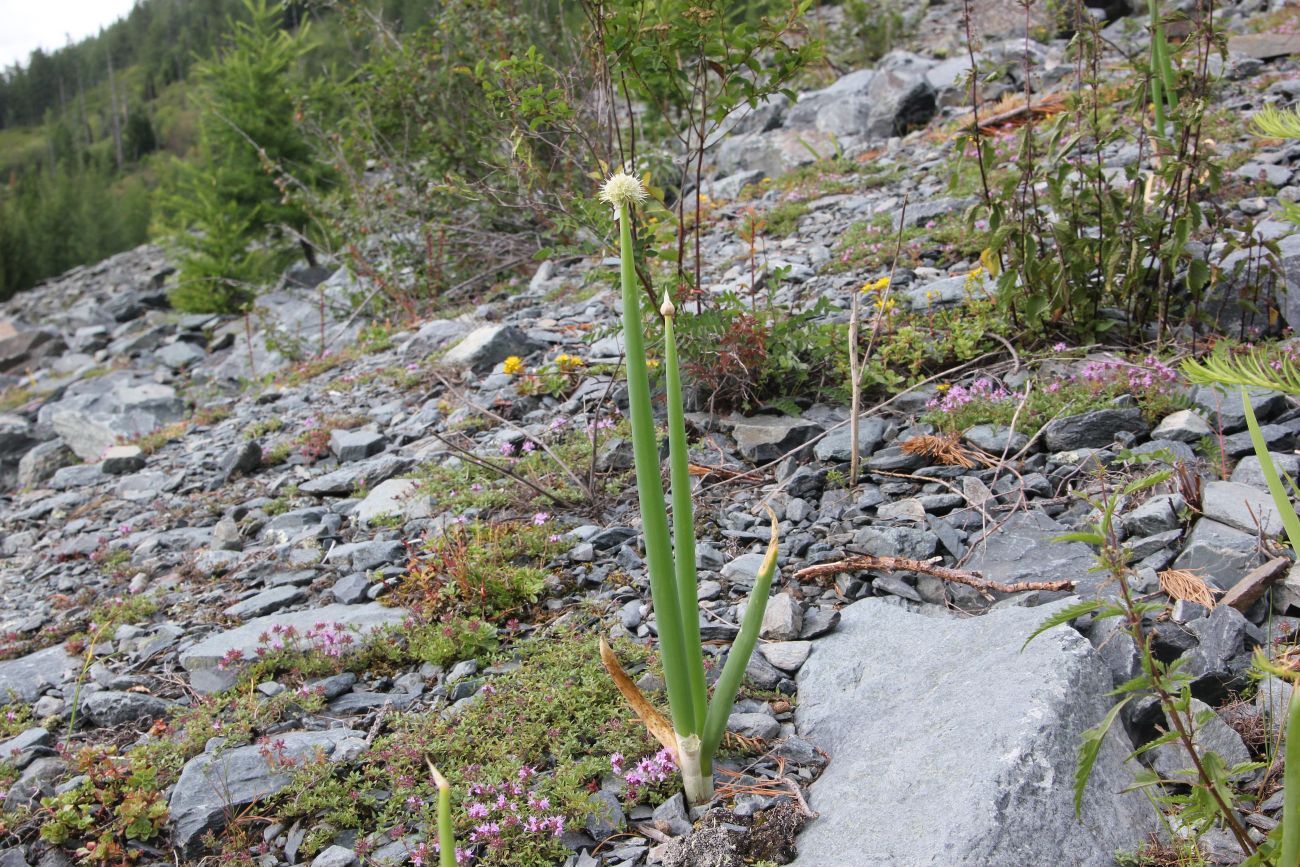 Image of Allium altaicum specimen.