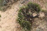 Armeria welwitschii. Цветущее растение. Португалия, Sintra-Cascais Natural Park, Duna Da Cresmina, дюны. 2 апреля 2018 г.