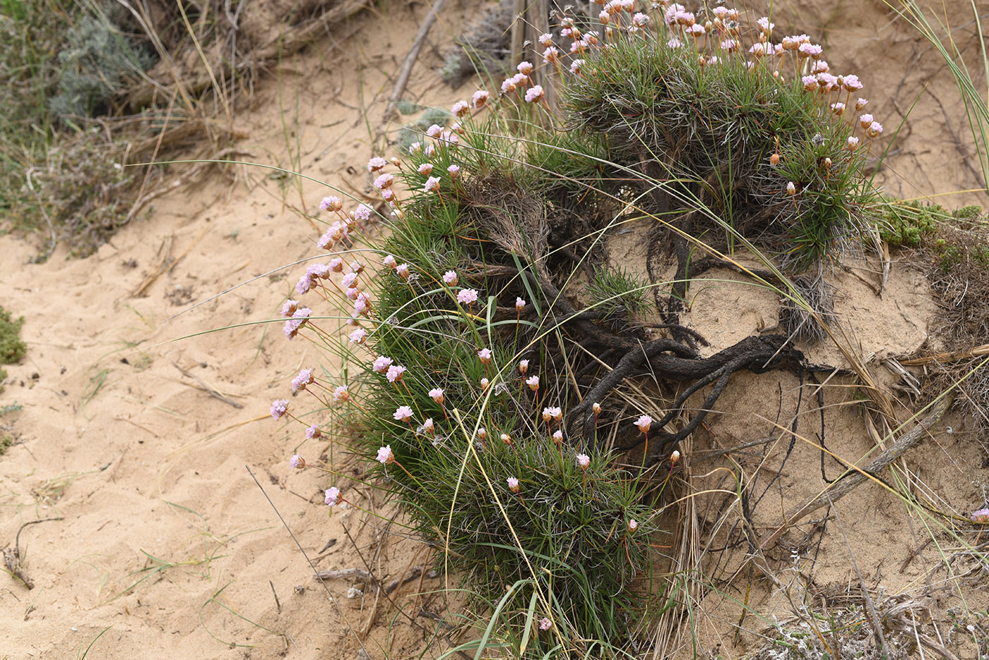 Изображение особи Armeria welwitschii.