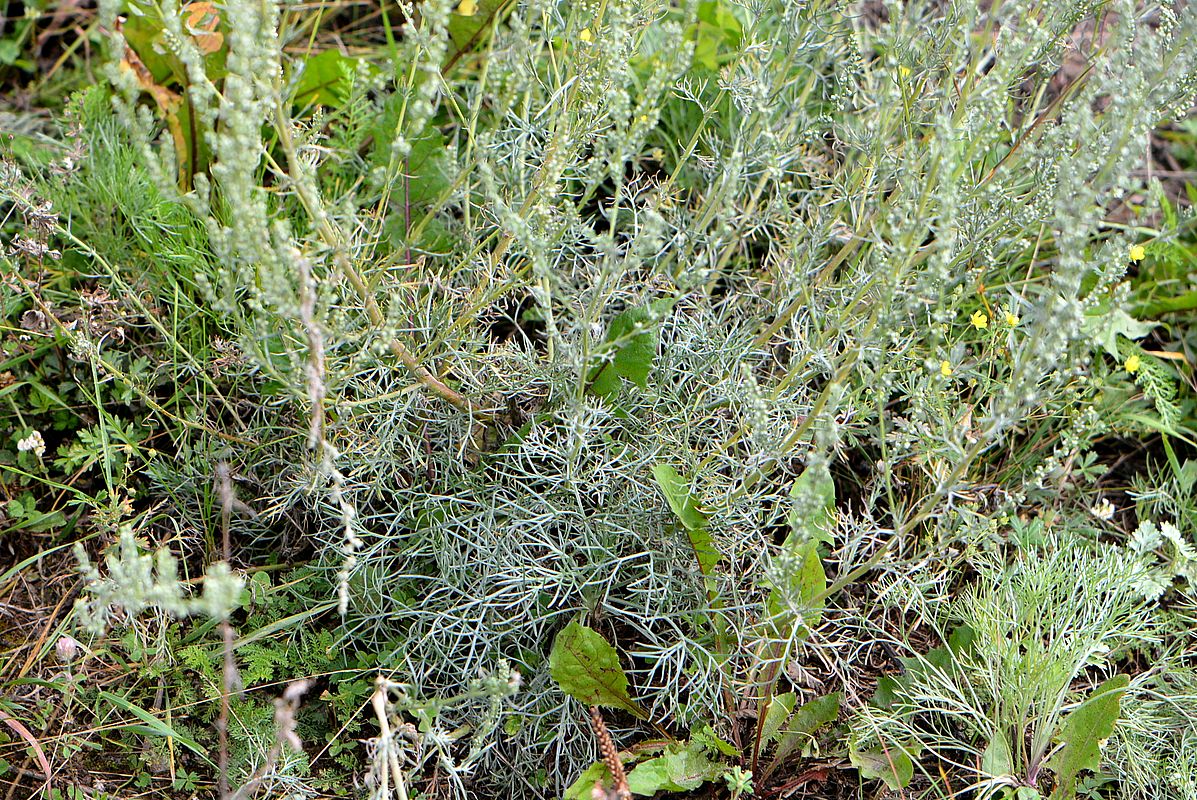 Image of Artemisia marschalliana specimen.