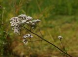 Valeriana officinalis