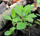 Myosotis sparsiflora. Цветущее растение. Окрестности Архангельска, рудеральное местообитание. 11 июня 2010 г.