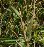 Picris hieracioides