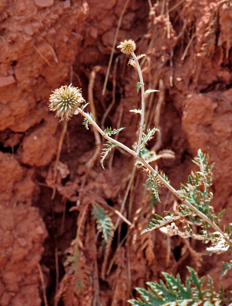 Image of Echinops meyeri specimen.