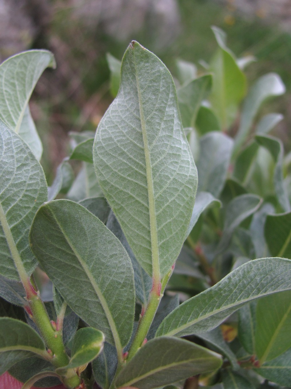 Image of Salix pantosericea specimen.