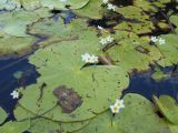 Nymphoides indica