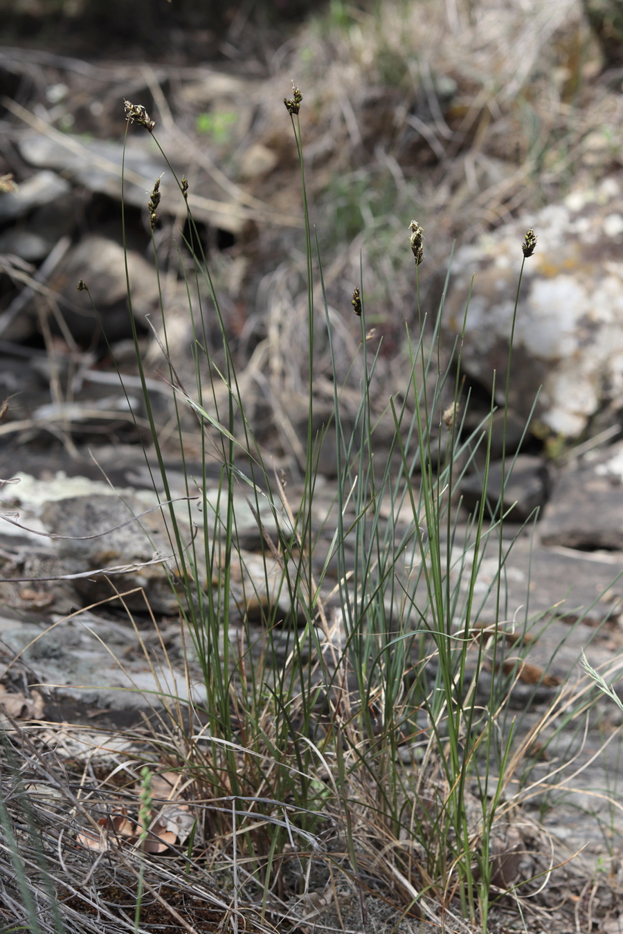 Изображение особи Carex divisa.