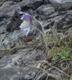 Pulsatilla patens. Цветущее растение и разворачивающиеся листья. Пермский край, Лысьвинский р-н, камень Кобыльи Рёбра, каменистый крутой склон. 05.05.2021.