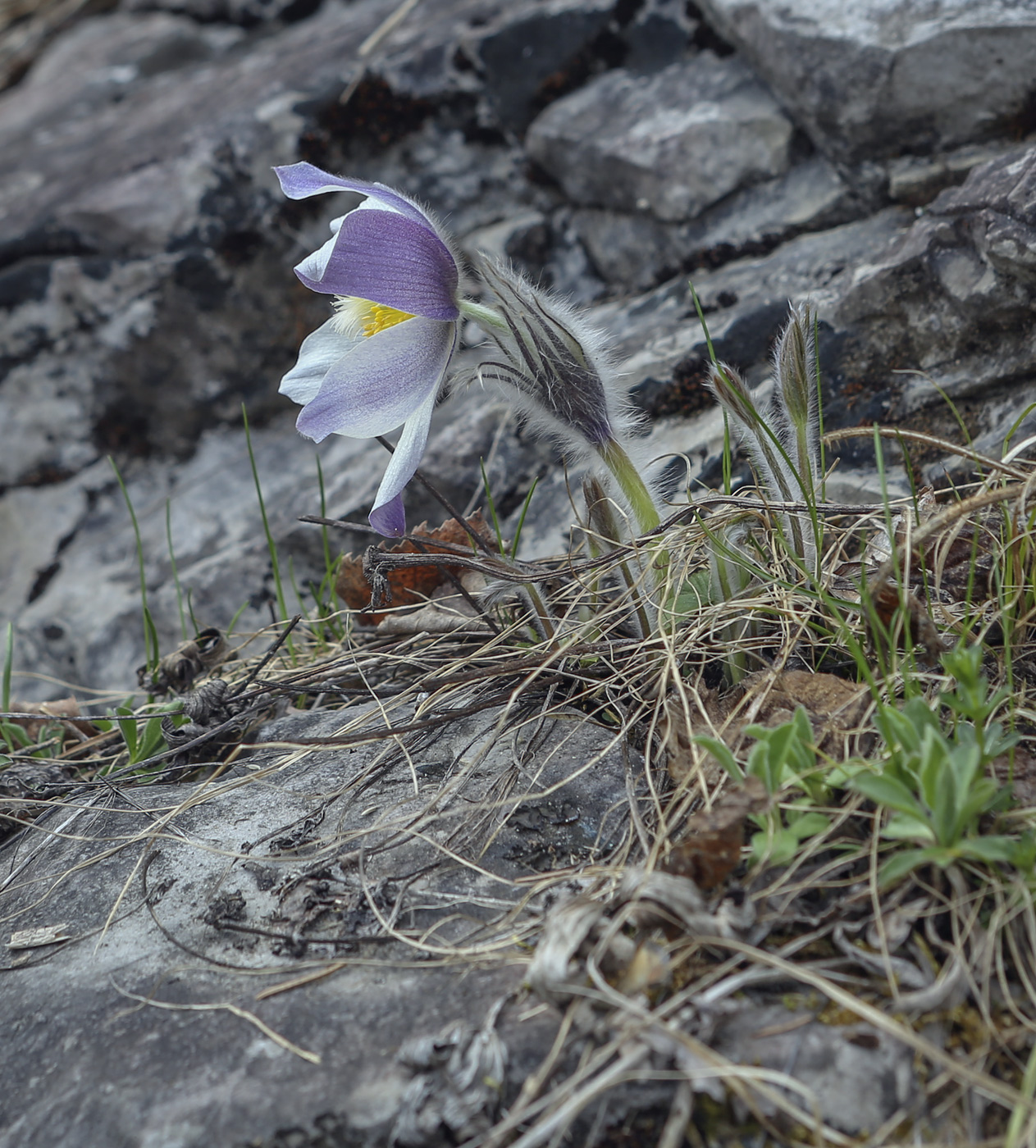 Изображение особи Pulsatilla patens.