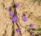 Смотреть изображение Lactuca tatarica