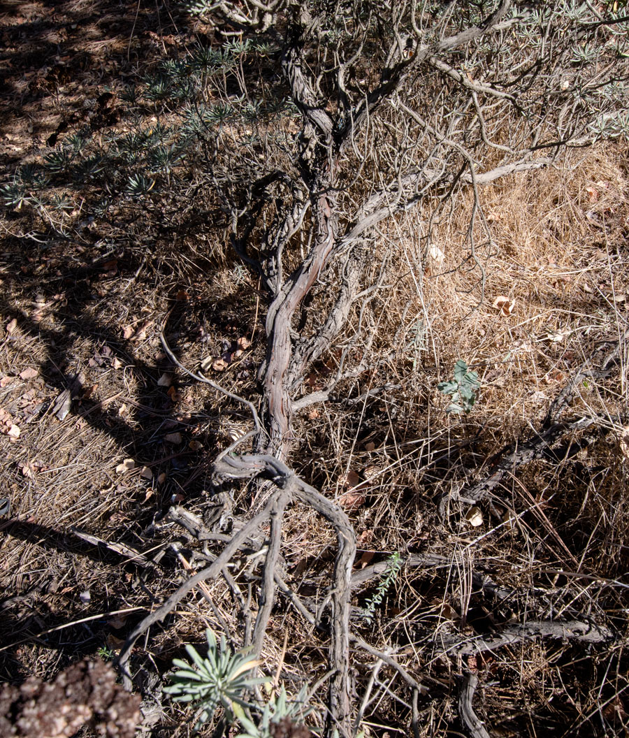 Image of Eriogonum arborescens specimen.