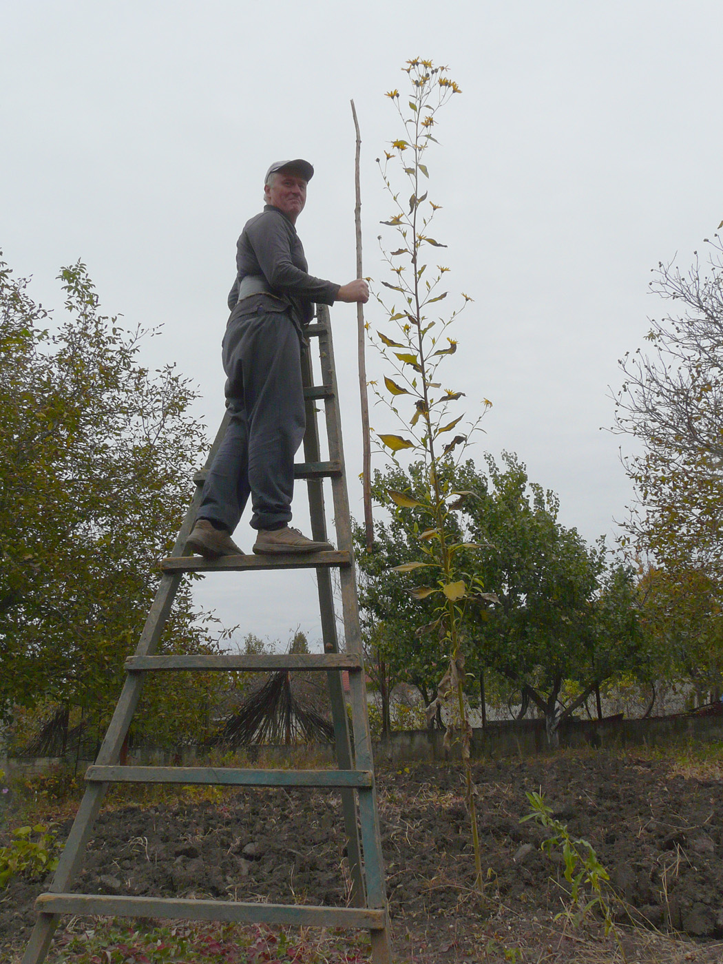 Image of Helianthus tuberosus specimen.