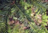 Taxus canadensis. Верхушка веточки с незрелыми семенами в сочных присемянниках. Москва, ГБС, дендрарий. 31.08.2021.