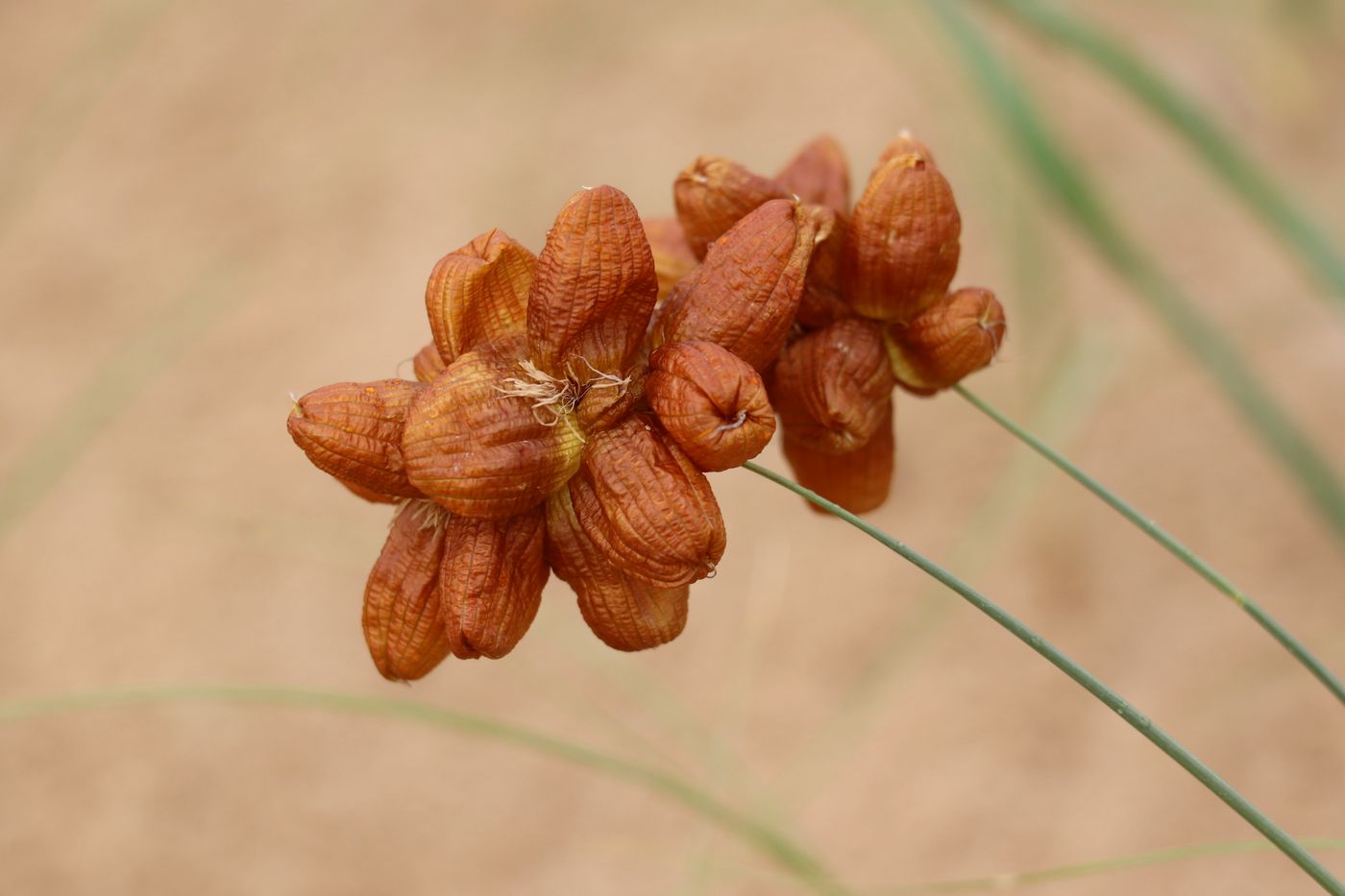 Изображение особи Carex physodes.