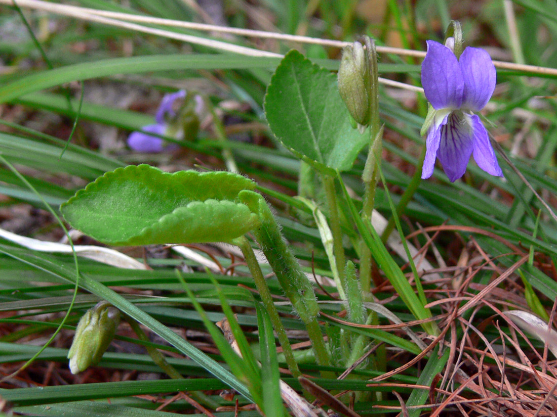 Image of Viola hirta specimen.